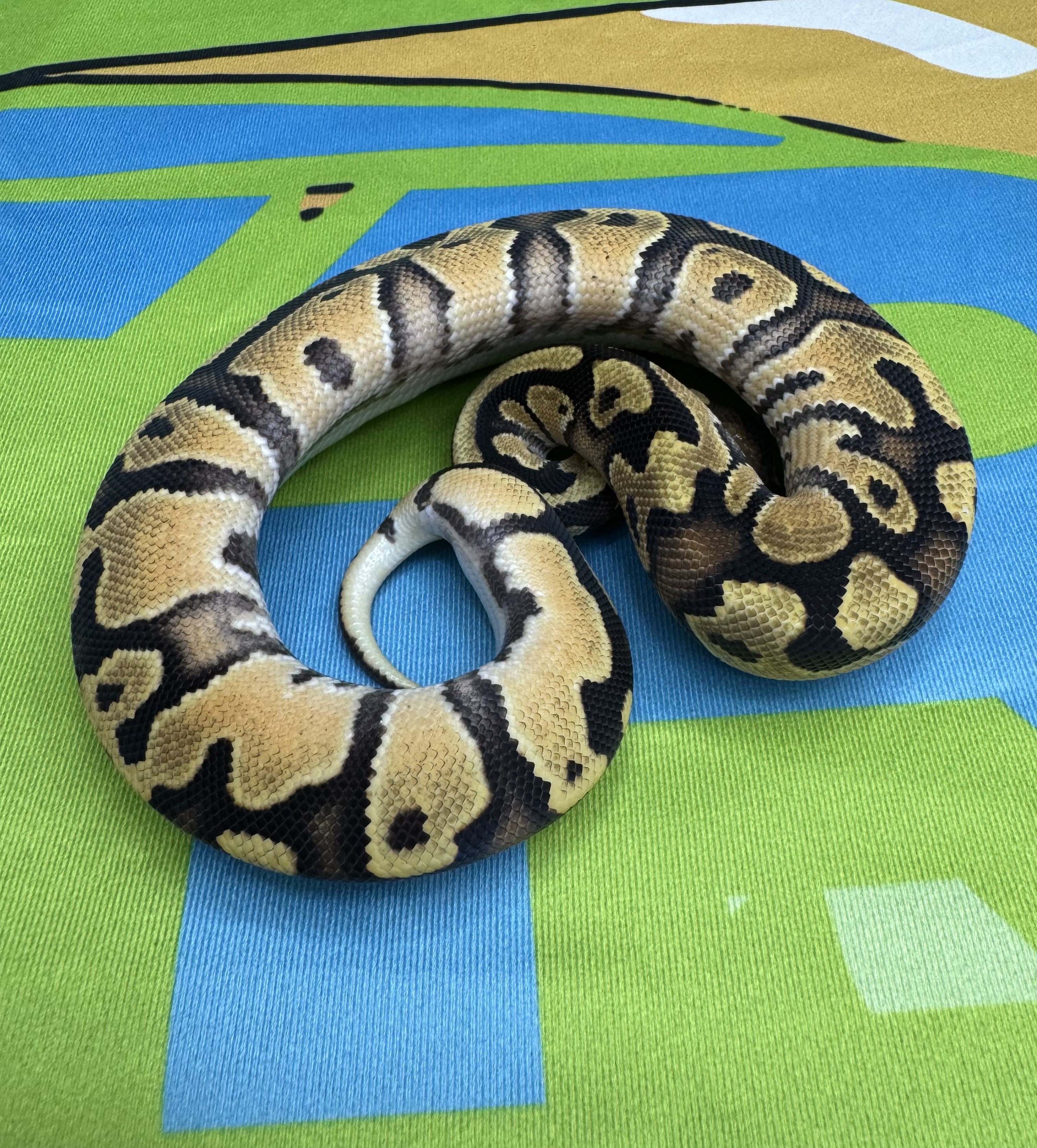 Enchi Vanilla Male