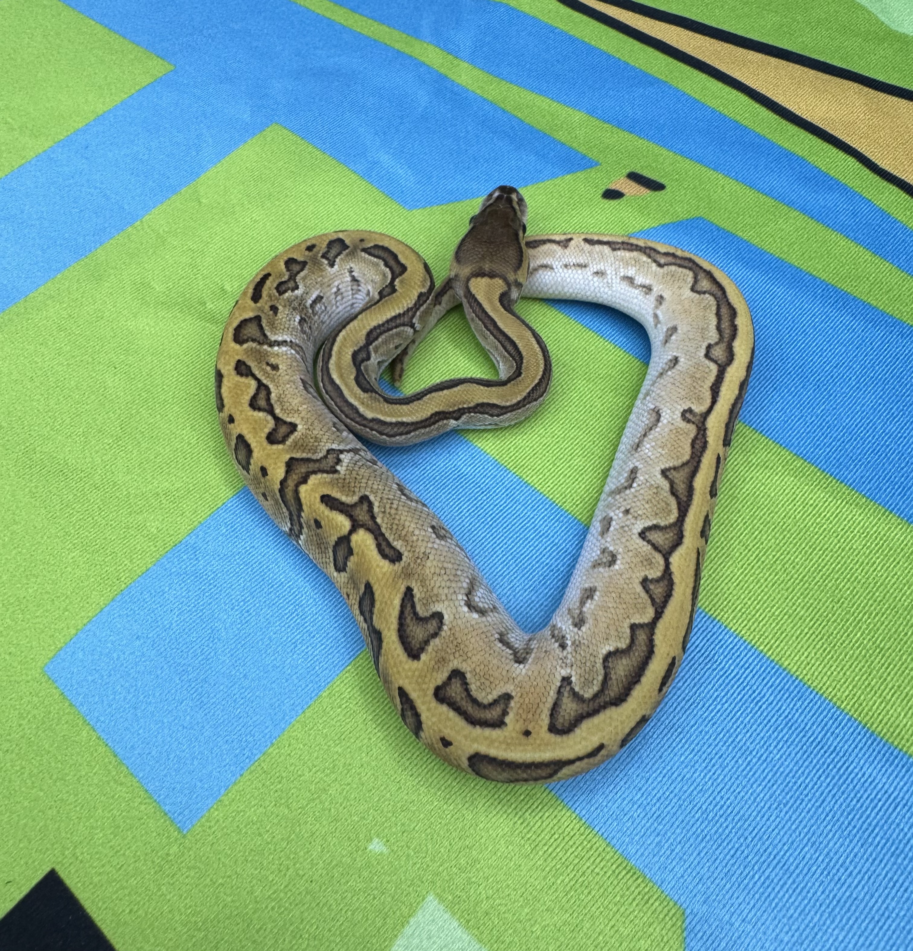 Pinstripe Mojave Female