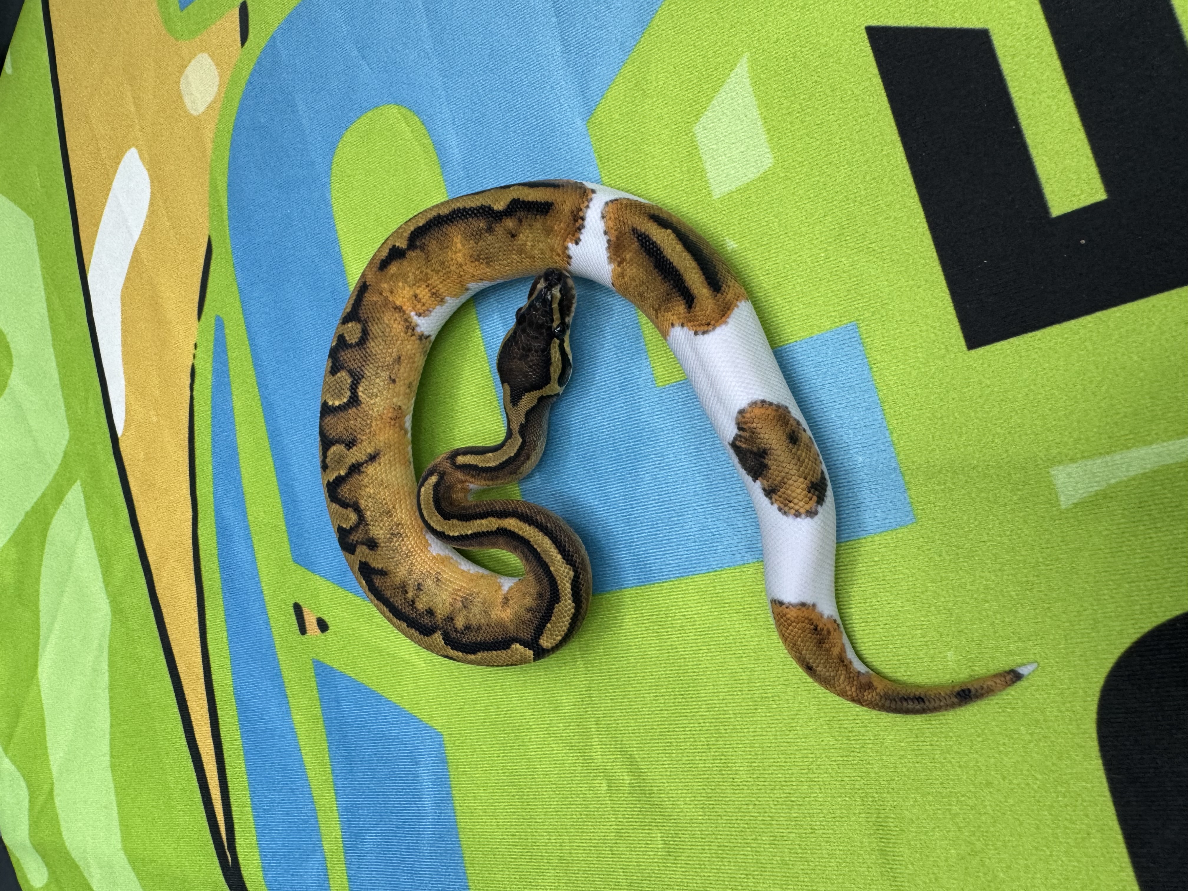 Pied Het Lavender Female