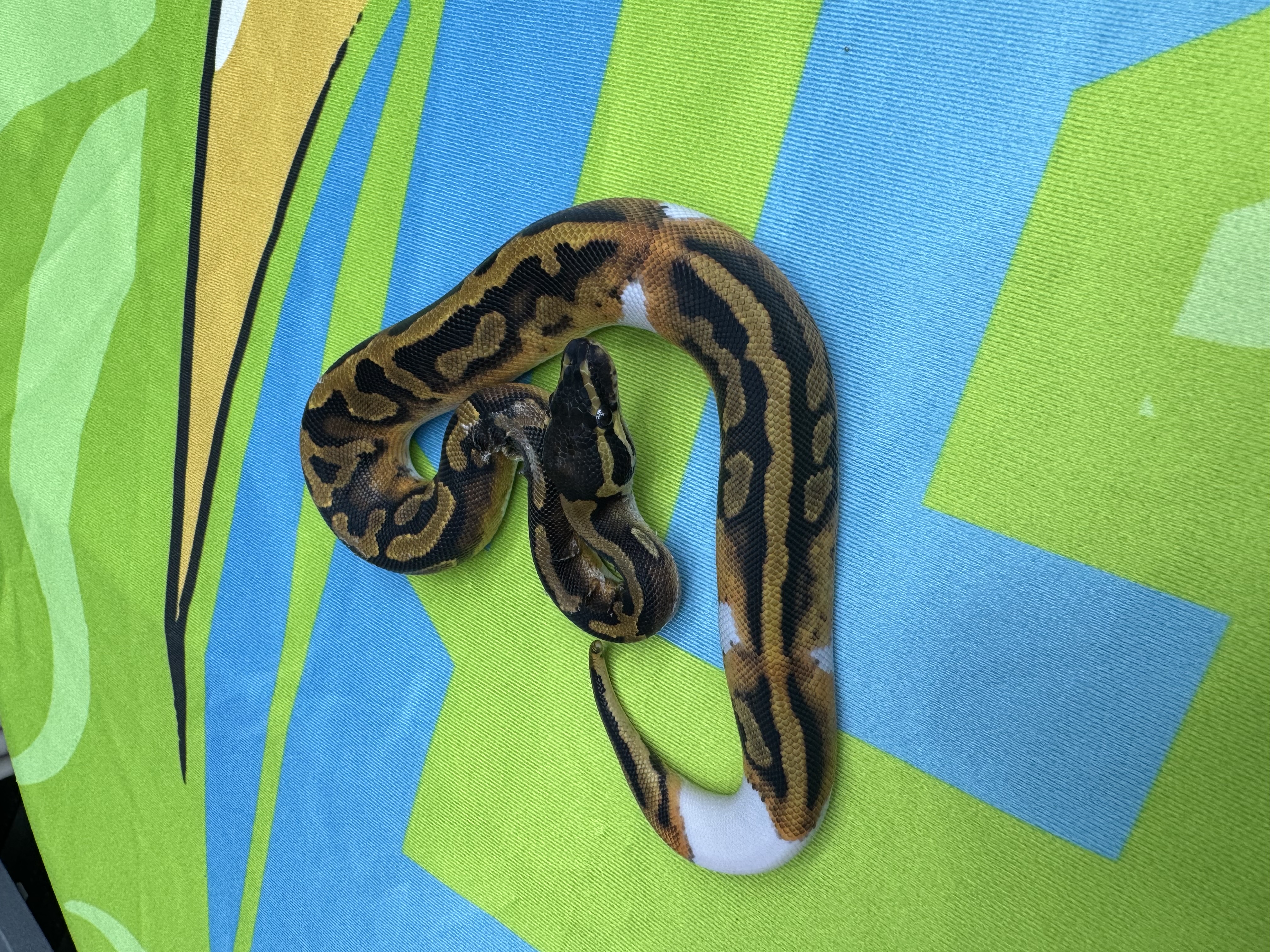 Pied Het Lavender Male